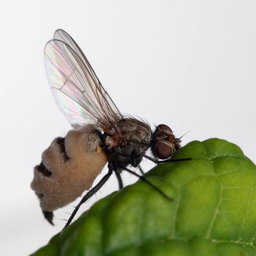 Réf. 345 314 : Botanophila fugax